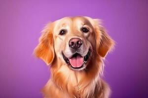 ai généré une fermer portrait de une d'or retriever chiot sur une violet Contexte photo