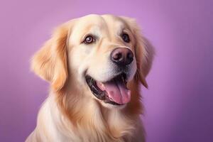 ai généré une fermer portrait de une d'or retriever chiot sur une violet Contexte photo