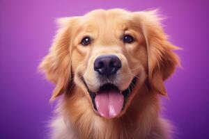 ai généré une fermer portrait de une d'or retriever chiot sur une violet Contexte photo