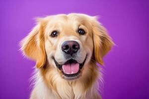 ai généré une fermer portrait de une d'or retriever chiot sur une violet Contexte photo