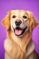 ai généré une fermer portrait de une d'or retriever chiot sur une violet Contexte photo