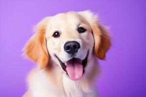 ai généré une fermer portrait de une d'or retriever chiot sur une violet Contexte photo