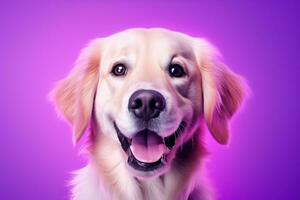 ai généré une fermer portrait de une d'or retriever chiot sur une violet Contexte photo