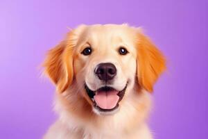 ai généré une fermer portrait de une d'or retriever chiot sur une violet Contexte photo