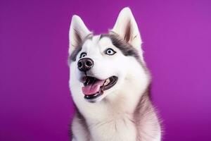 ai généré une fermer portrait de une rauque chien avec bleu yeux et une violet Contexte photo