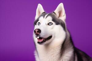 ai généré une fermer portrait de une rauque chien avec bleu yeux et une violet Contexte photo