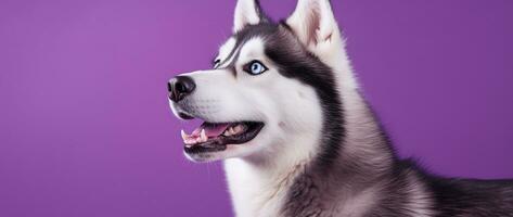 ai généré une fermer portrait de une rauque chien avec bleu yeux et une violet Contexte photo