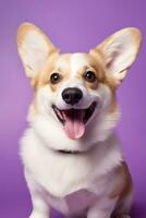 ai généré mignonne gallois corgi chien sur une violet Contexte photo