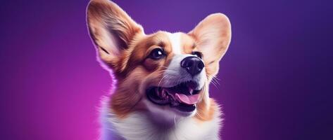 ai généré mignonne gallois corgi chien sur une violet Contexte photo