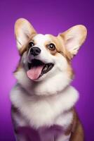 ai généré mignonne gallois corgi chien sur une violet Contexte photo