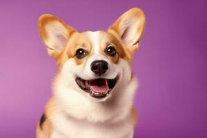 ai généré mignonne gallois corgi chien sur une violet Contexte photo