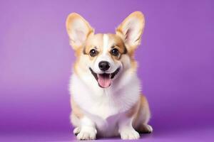 ai généré mignonne gallois corgi chien sur une violet Contexte photo