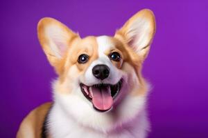 ai généré mignonne gallois corgi chien sur une violet Contexte photo