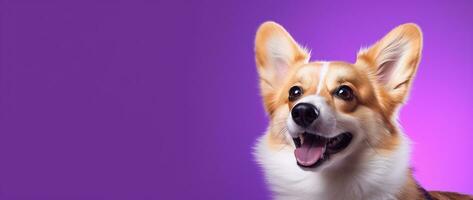 ai généré mignonne gallois corgi chien sur une violet Contexte photo