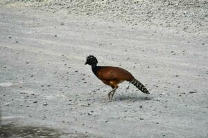 une oiseau en marchant à travers une gravier route photo