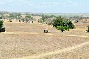 une saleté route dans une champ avec des arbres photo