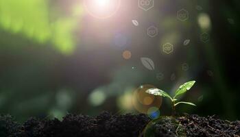 semis croissance dans fertile sol. doux lumière du soleil. l'eau gouttelettes sur feuilles. écologie et écologique équilibre. éco concept Terre journée. photo