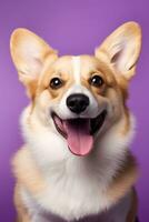 ai généré mignonne gallois corgi chien sur une violet Contexte photo