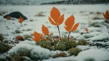 ai généré enquêter le unique adaptations de Arctique les plantes à survivre extrême hiver conditions. photo