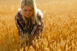 femme dans une blé champ sur le Contexte de le réglage Soleil photo