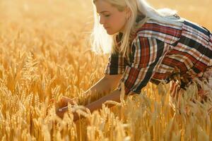 femme dans une blé champ sur le Contexte de le réglage Soleil photo