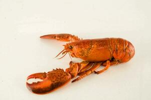 une Homard sur une blanc Contexte photo