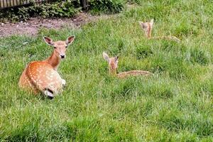 cerf famille dans le herbe photo