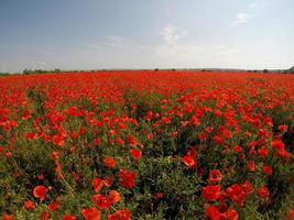 scène pittoresque. gros plan de fleurs rouges et fraîches de pavot sur le champ vert, au soleil. paysage rural majestueux. photo