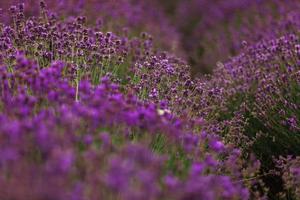 champ de lavande en provence, fleurs de lavande odorantes violettes en fleurs. lavande croissante se balançant sur le vent au-dessus du ciel coucher de soleil,
