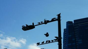 le nombreuses pigeons ayant une du repos dans le parc photo