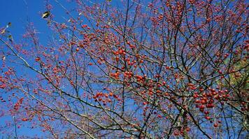 le cordes de rouge des fruits plein de le branches dans l'automne photo