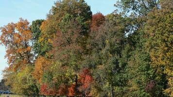 le magnifique l'automne vue avec le coloré des arbres et feuilles dans le parc photo