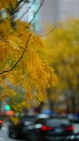 le magnifique Campus vue avec le coloré des arbres et feuilles dans l'automne photo