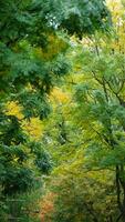 le magnifique Campus l'automne vue avec le coloré des arbres et feuilles dans le pluvieux journée photo