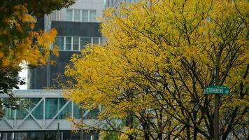 le magnifique Campus vue avec le coloré des arbres et feuilles dans l'automne photo