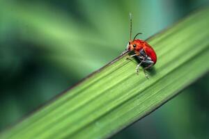 scarabée orange sur la feuille