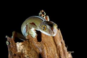 lézard gecko de ligne blanche photo