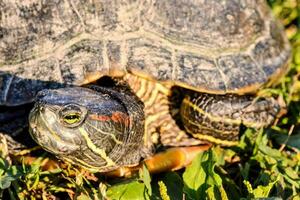 gros plan de tortue sauvage photo