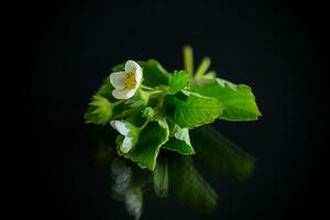 blanc petit fraise fleur avec feuillage sur noir Contexte photo