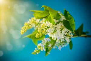 bouquet de branches de printemps épanouissement blanc lilas photo