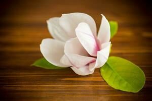 un rose fleur sur une branche de épanouissement magnolia sur une en bois table photo