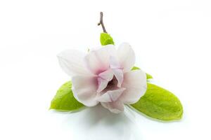 un rose fleur sur une branche de épanouissement magnolia proche en haut photo