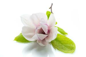 un rose fleur sur une branche de épanouissement magnolia proche en haut photo