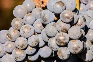 une bouquet de les raisins sur le vigne photo