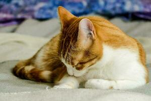 un Orange et blanc chat pose sur une lit photo