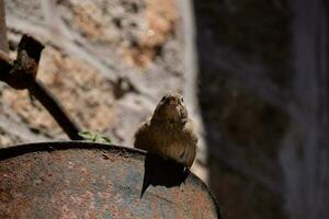 une oiseau séance sur Haut de une rouillé seau photo