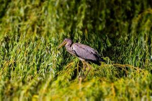 une héron est permanent dans le herbe près certains des arbres photo