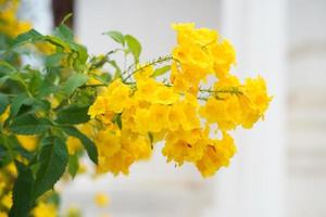 tecoma stans fleur trompette jaune dans le jardin photo