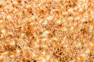 une champ de sec herbes avec marron fleurs photo