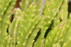 une proche en haut de une cactus plante avec beaucoup vert feuilles photo